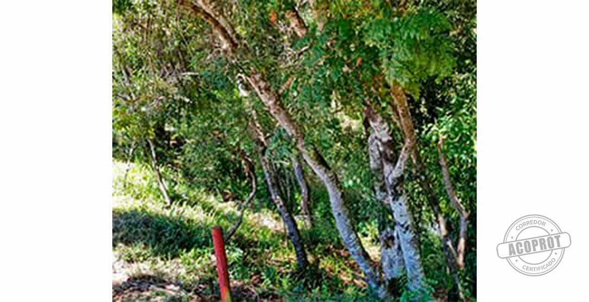 SE VENDE PRECIOSA PARCELA EN CONDOMINIO CERRADO CAMINO VILLARRICA-PUCON