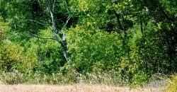 Vende parcela de 18 hectáreas en el lugar «El Mirador», faja 5, a 40 kilómetros de Pitrufquén a Villarrica por Ñancul y a sólo 8 kilómetros de Villarrica.