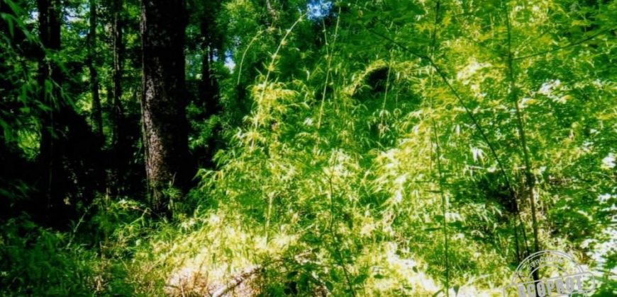 Vende parcela de 18 hectáreas en el lugar «El Mirador», faja 5, a 40 kilómetros de Pitrufquén a Villarrica por Ñancul y a sólo 8 kilómetros de Villarrica.