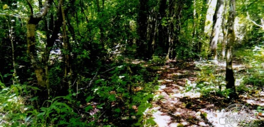 Vende parcela de 18 hectáreas en el lugar «El Mirador», faja 5, a 40 kilómetros de Pitrufquén a Villarrica por Ñancul y a sólo 8 kilómetros de Villarrica.
