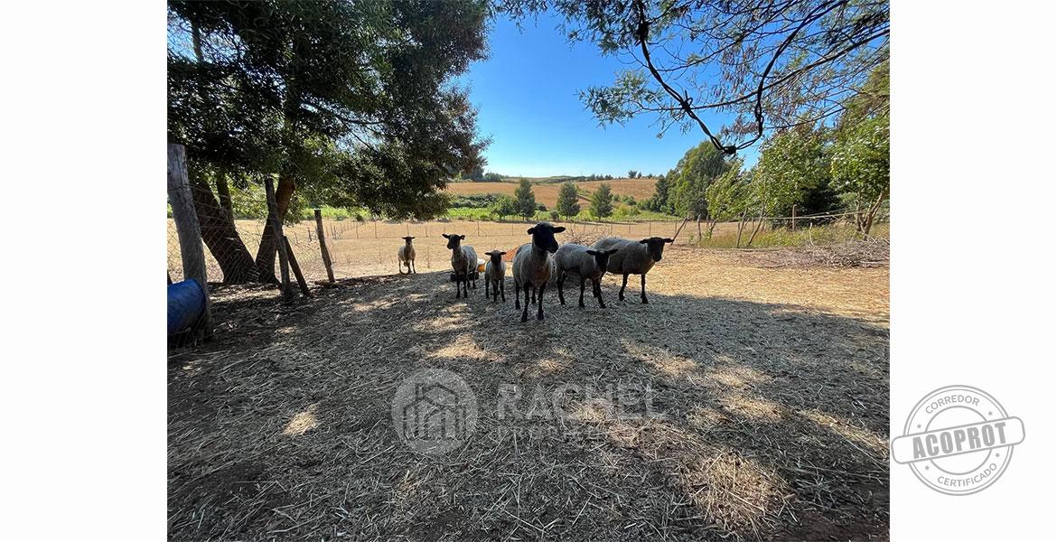 SE VENDE ACOGEDORA Y APACIBLE CASA-QUINTA