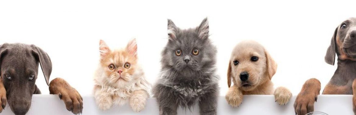 Mascotas en departamento: ¿Se puede prohibir tener animales de compañía en departamentos?