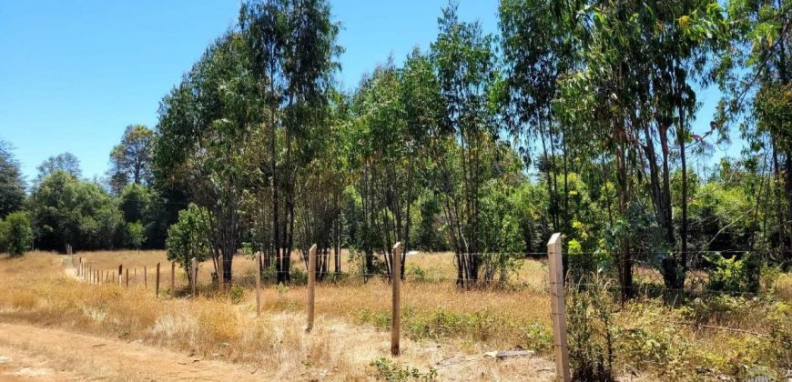 EN VENTA TERRENO DE 10000 M2 EN LA COMUNA DE MAFIL