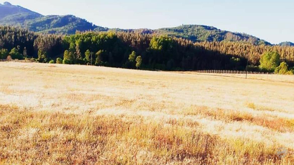 ¡Parcela de media hectárea en Pumalal, IX Región! ¡Parcela de media hectárea en Pumalal, IX Región!