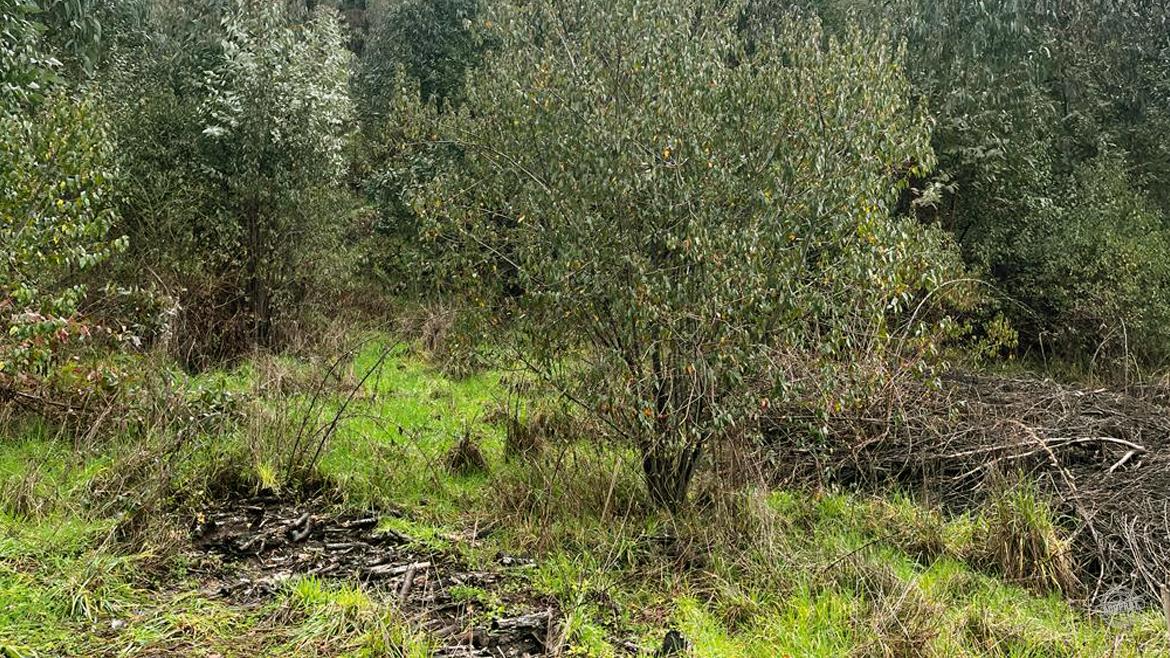 ¡Vendemos Parcela en Condominio Huichahue! ¡Vendemos Parcela en Condominio Huichahue!