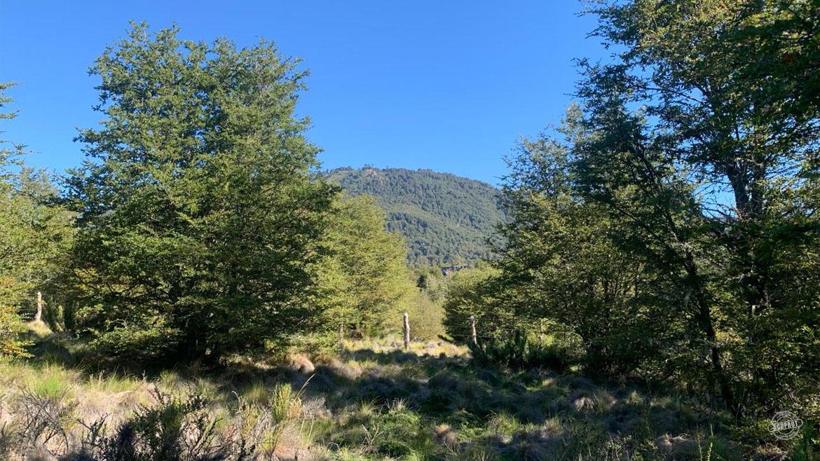 Vendemos maravillosa parcela en Malalcahuello Vendemos maravillosa parcela en Malalcahuello