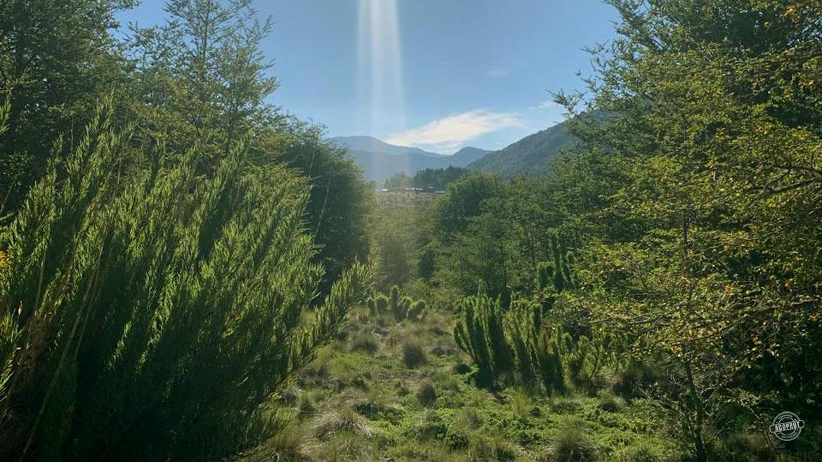 Vendemos maravillosa parcela en Malalcahuello Vendemos maravillosa parcela en Malalcahuello