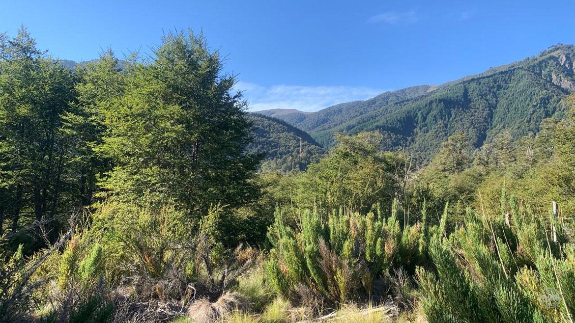 Vendemos maravillosa parcela en Malalcahuello Vendemos maravillosa parcela en Malalcahuello