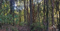Parcela en venta Altos del Huife en Pucón
