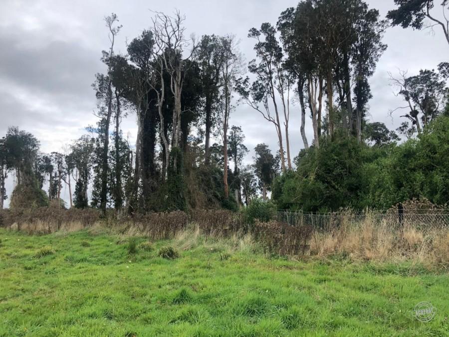 VENDO PARCELA EN PARCELAS DE FRUTILLAR -FRUTILLAR