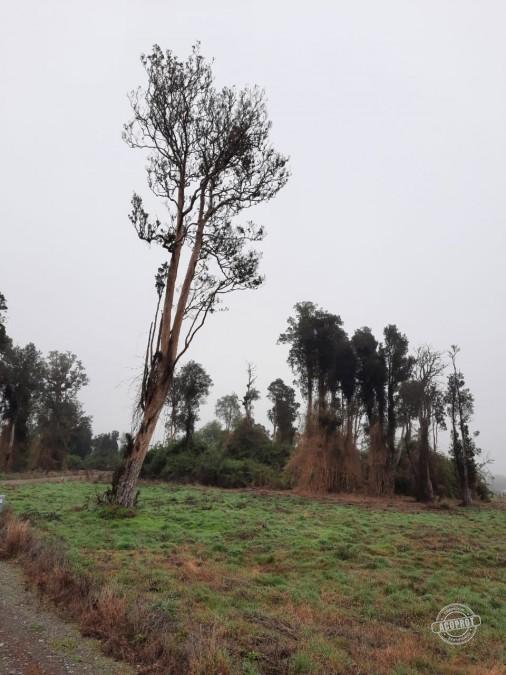 VENDO PARCELA EN PARCELAS DE FRUTILLAR -FRUTILLAR