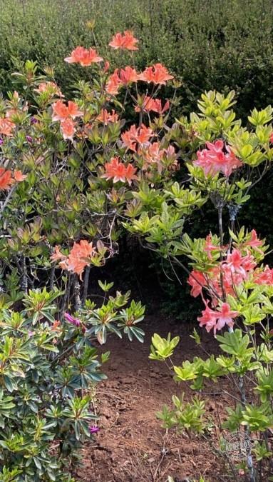 SE VENDE PARCELA DE AGRADO CON CASA HABITACIÓN A 10 KMS DE LA CIUDAD DE LAUTARO