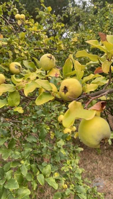 SE VENDE PARCELA DE AGRADO CON CASA HABITACIÓN A 10 KMS DE LA CIUDAD DE LAUTARO