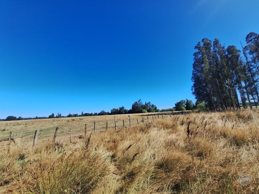 Venta de Parcelas Agrícolas en Freire – Oportunidad de Inversión cerca de Temuco