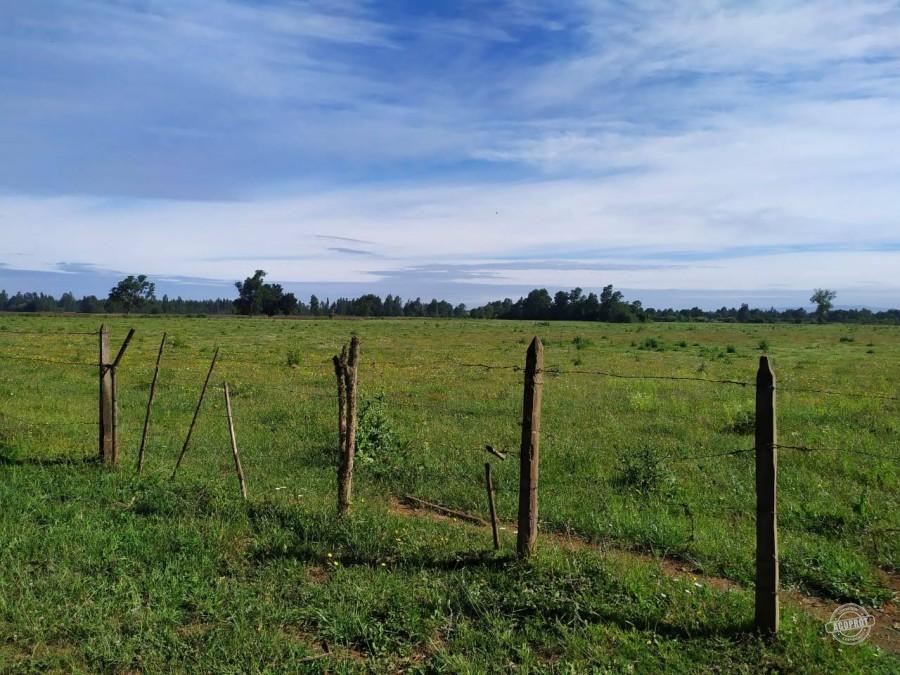 Venta de Parcelas Agrícolas en Freire – Oportunidad de Inversión cerca de Temuco