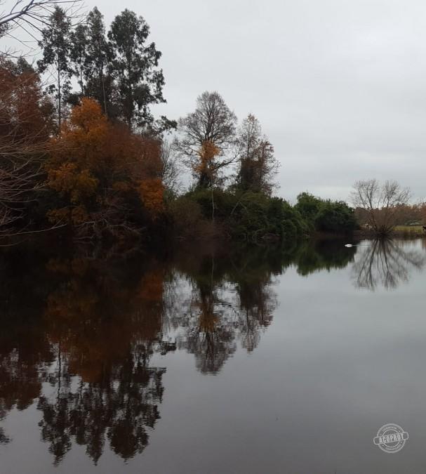 Venta de Parcelas Agrícolas en Freire – Oportunidad de Inversión cerca de Temuco
