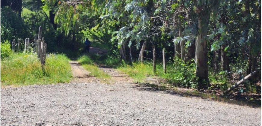 Carrillo Propiedades Vende Excelente Campo en Curacautín