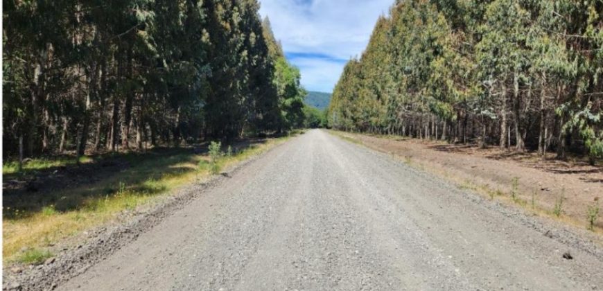 Carrillo Propiedades Vende Excelente Campo en Curacautín