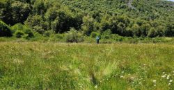 Carrillo Propiedades Vende Excelente Campo en Curacautín