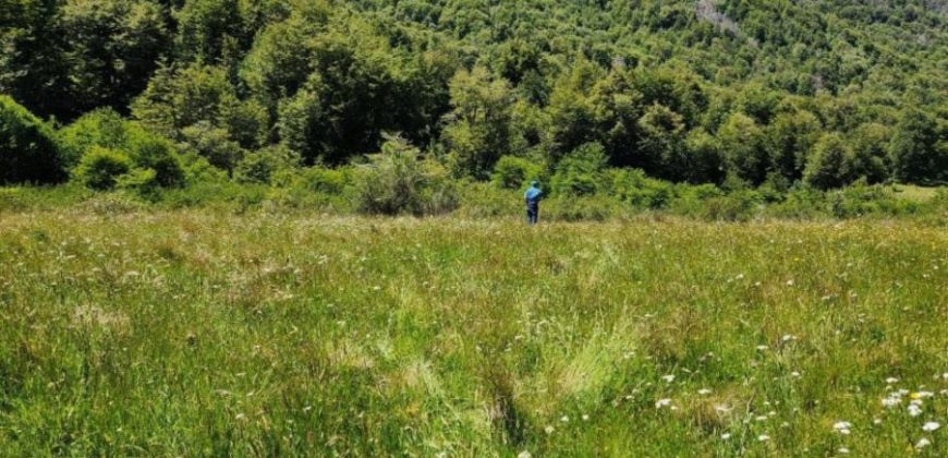 Carrillo Propiedades Vende Excelente Campo en Curacautín
