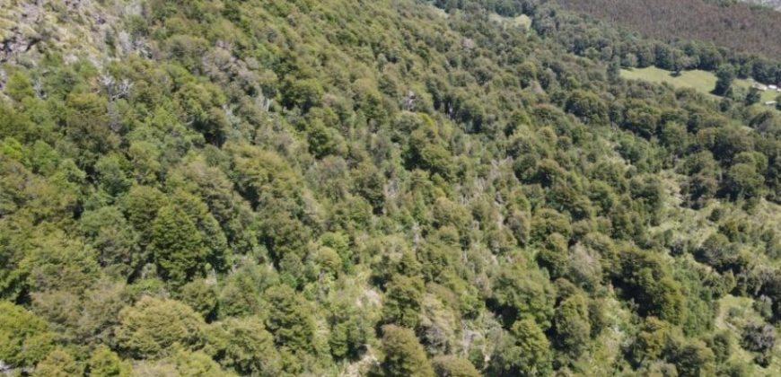 Carrillo Propiedades Vende Excelente Campo en Curacautín