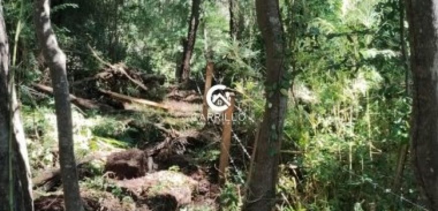 Carrillo Propiedades Vende Excelente Campo en Curacautín