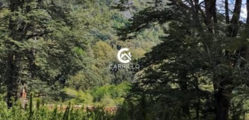 Carrillo Propiedades Vende Excelente Campo en Curacautín