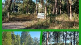 Vendemos Parcela En Freire sector Coipue